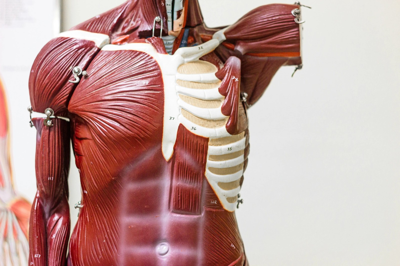 Anatomy